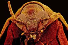 MM-259 (Seed Beetle).jpg