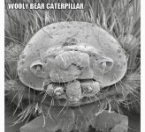 MM-315 (Wooly Bear Caterpillar).JPG