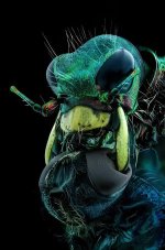 MM-329 (Tiger Beetle eating Fly).jpg