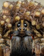 MM-397 (Wolf Spider with young).jpg