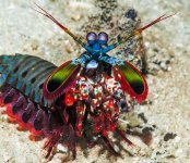 MM-413 (Mantis Shrimp).jpg