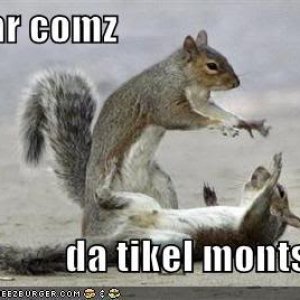 funny pictures squirrel tickling