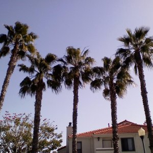 Breezy California Palms baby!
