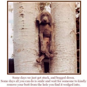 dog stuck in trees funny sayings