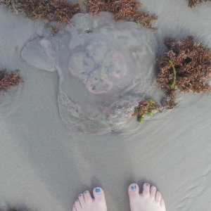 giant jelly fish... I really wanted to touch it