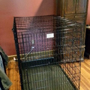 Cage we bought for our Irish Wolfhound. We clean it and let it be used during play parties.