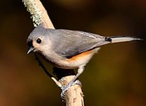 tufted_titmouse_glamour.jpg