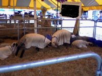 sheep joust - Copy.jpg