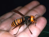 japanese hornet.jpg