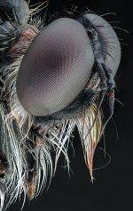 MM-119 (Robber Fly).jpeg