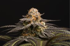 MM-121 (Cannabis) .jpg