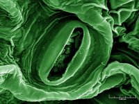 MM-135 (E.Coli Bacteria on Lettuce).jpeg