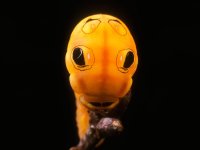 MM-181 (Spicebush Swallowtail Butterfly Caterpillar).jpeg