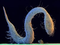 MM-289 (Marine Nematode).jpg