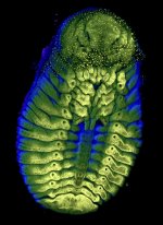 MM-291 (Dung Beetle Embryo).JPG