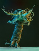 MM-307 (Mystacocarid).JPG