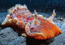 MM-337 (Spanish Dancer Nudibranch).jpg