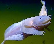 MM-365 (Snailfish).JPG