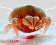 MM-367 (Dust Mite).jpg