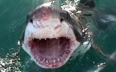 great-white-shark_1558367c.jpg