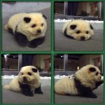 panda dog.jpg