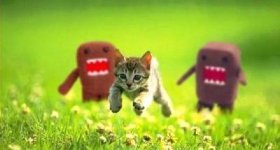 run+cat+run.jpg