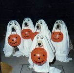 halloweendogs ~1.JPG