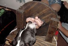 Dog27.jpg