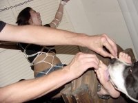 Dog29.jpg