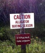 alligator mating season.jpg