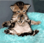 kitten-bounce2.gif