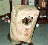 fun_cat_in_a_bag.jpg