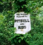 pitbull with aids.jpg