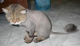 Cat with Lion Cut 1.jpg