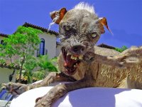 worlds_ugliest_dog_2.jpg