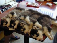 4-pack of huskies.jpg