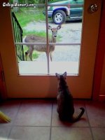 Cat & Doe staring contest.jpg