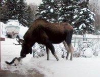 cat and moose checking each other out.jpg