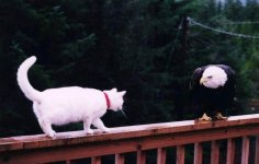 Cat vs Bald Eagle - my money is on the eagle.jpg