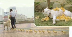 dog raising ducklings.jpg