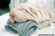 Ever mistake a dog for a towel.jpg