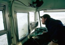 Polar Bear and man checking each other out.jpg