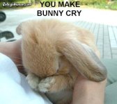 you make bunny cry.jpg