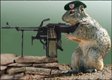 machine gunner squirrel.jpg