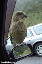 Bird On Mirror.jpg