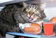 cat in fridge.jpg