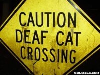 deaf_cat_xing.jpg