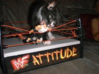 wrestlecat.jpg