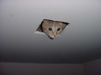 ceilingcat.jpg