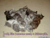 kitten pile.jpg